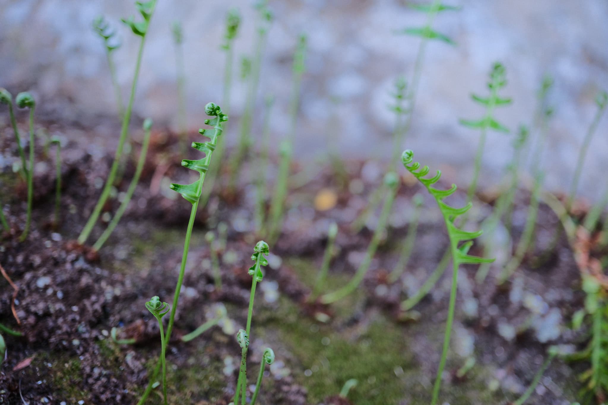 Brotos de samambaia crescendo entre musgos e plantas
